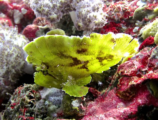 amazing underwater life, mergui archipelago, smiling seahorse