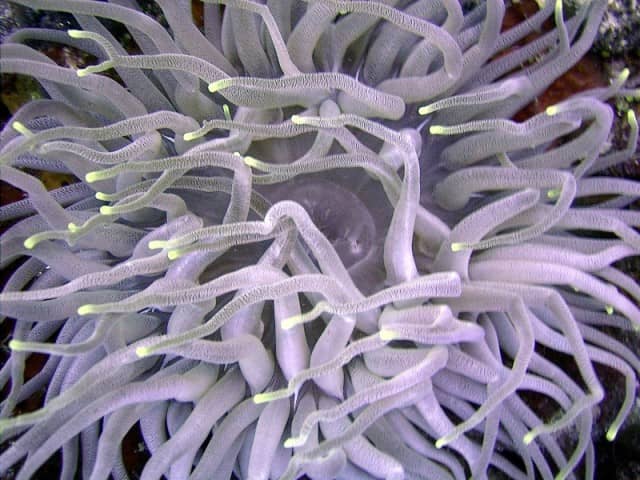 Fab Photos Friday: Do you love Anemones? | TRAVELS WITH TAM