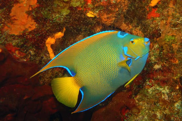 fabulous photo friday returns, fabulous photo friday, fish friends, cozumel