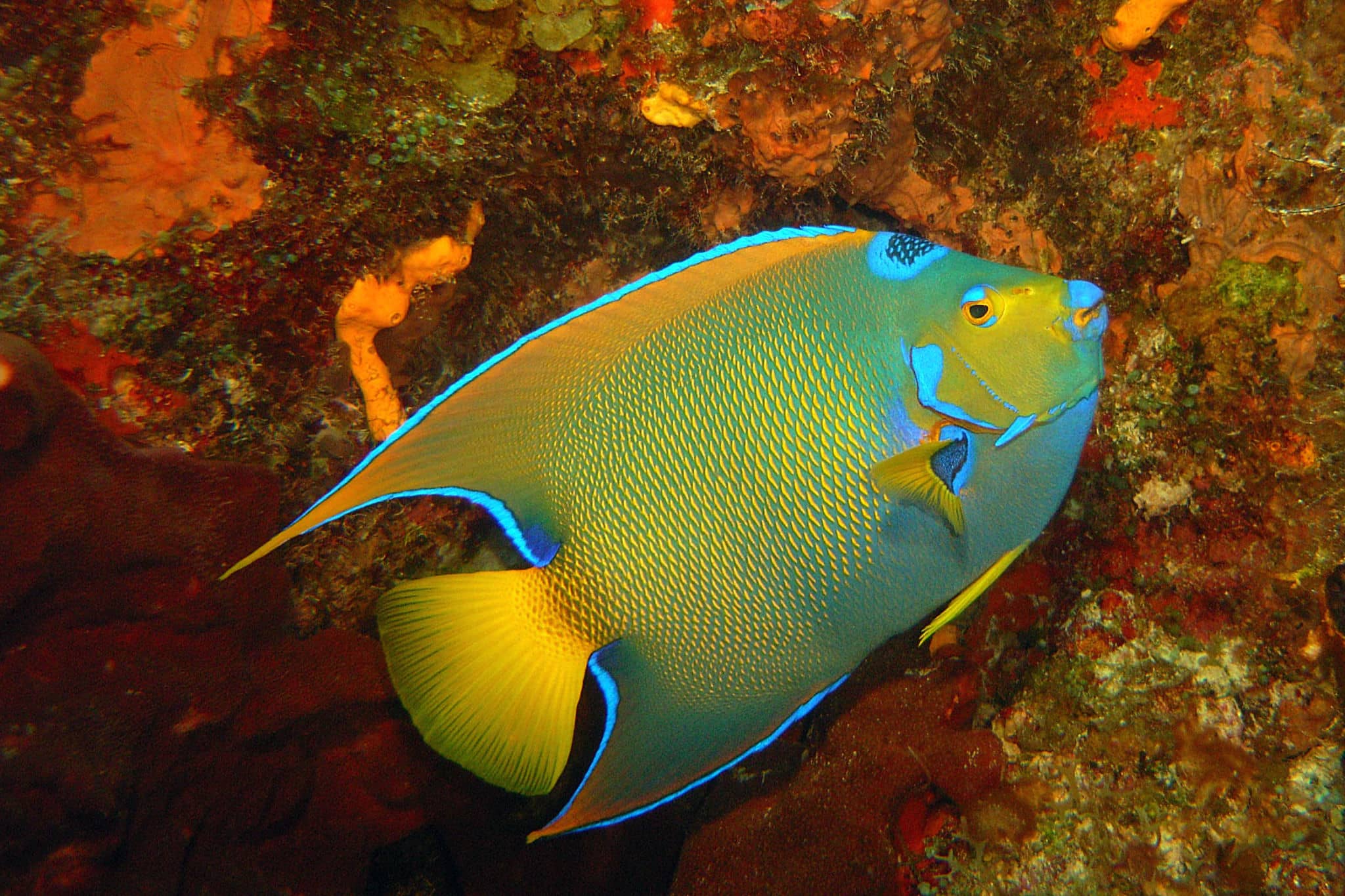 Fab Photos Friday Angelic Angelfish TRAVELS WITH TAM