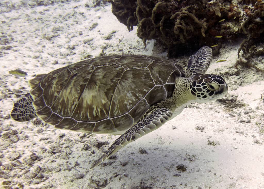 beautiful green sea turtle with a gorgeous shell