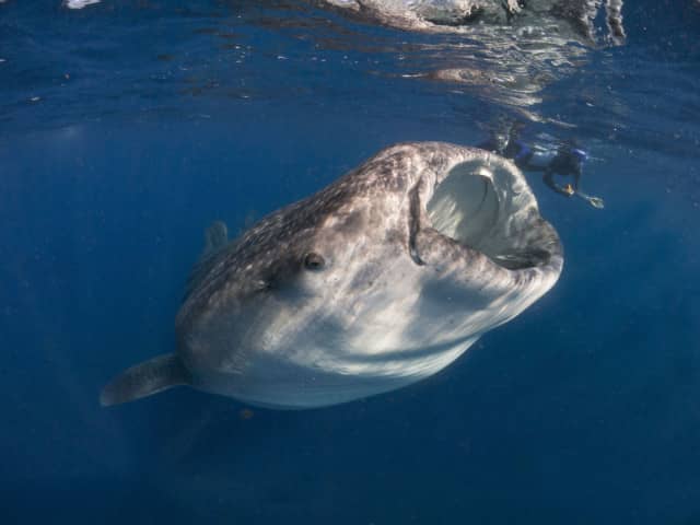 I took this photo of the vertical, pregnant whale shark and our Kiwi!
