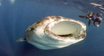 Do You Want to Swim with Whale Sharks? Yes, You Do!