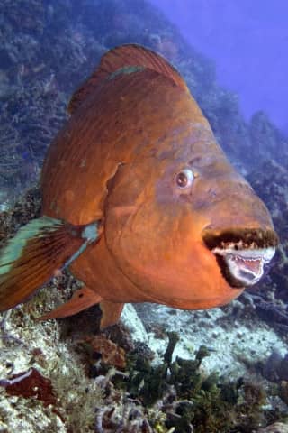fabulous photo friday returns, fabulous photo friday, fish friends, cozumel