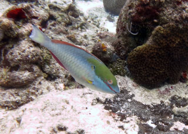 Fab Photos Friday the Colorful and Necessary Parrot Fish