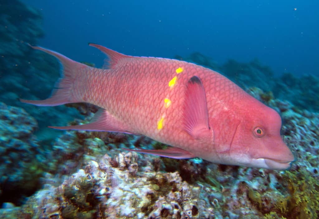 Fab Photos Friday: The Colorful And Necessary Parrot Fish! 