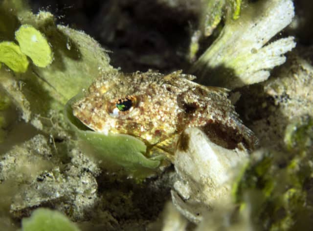 fabulous photo friday returns, fabulous photo friday, fish friends, cozumel