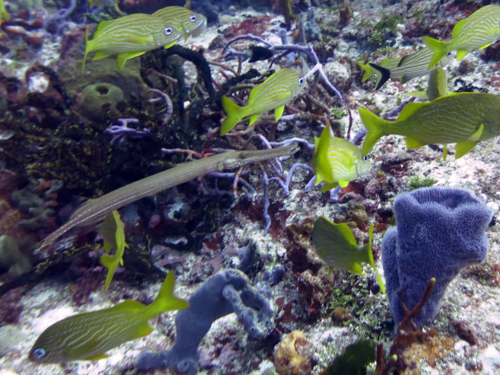 trumpetfish are so awesome to see and watch