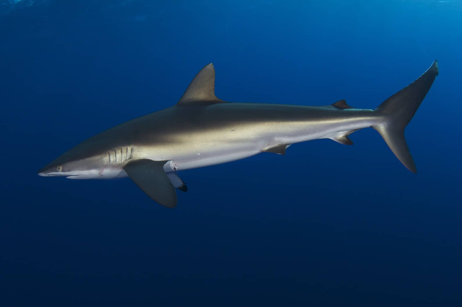 Why I'm Glad I went Diving at Night with Sharks!!!!