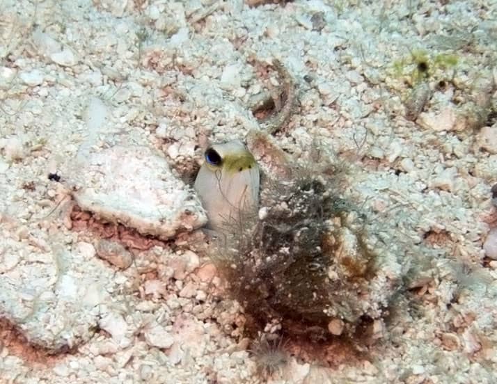 Fab Photos Friday Cozumel Above and Below