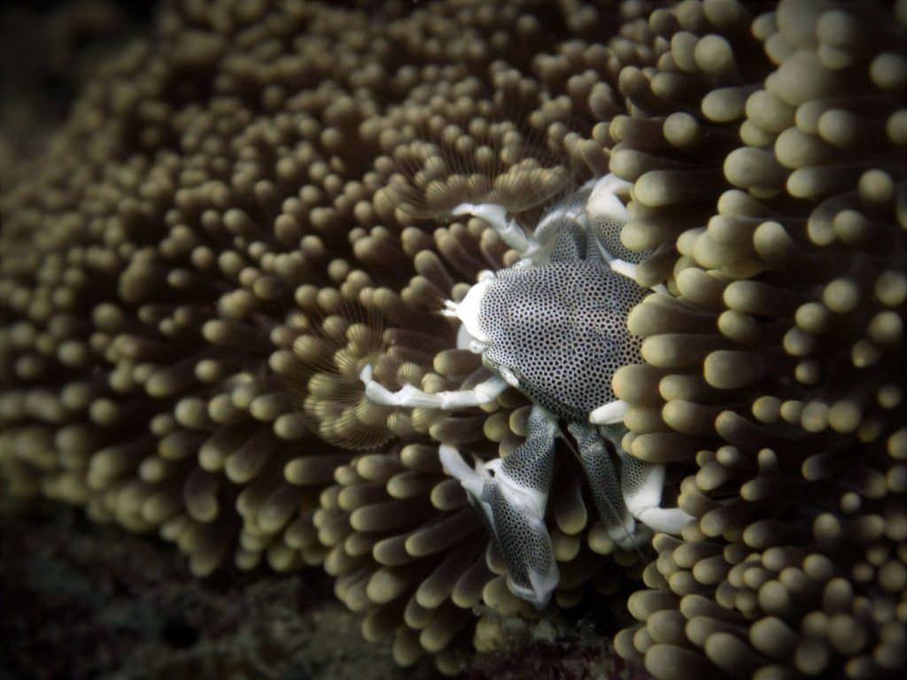 Similan Islands in Thailand are Wonderful Diving!