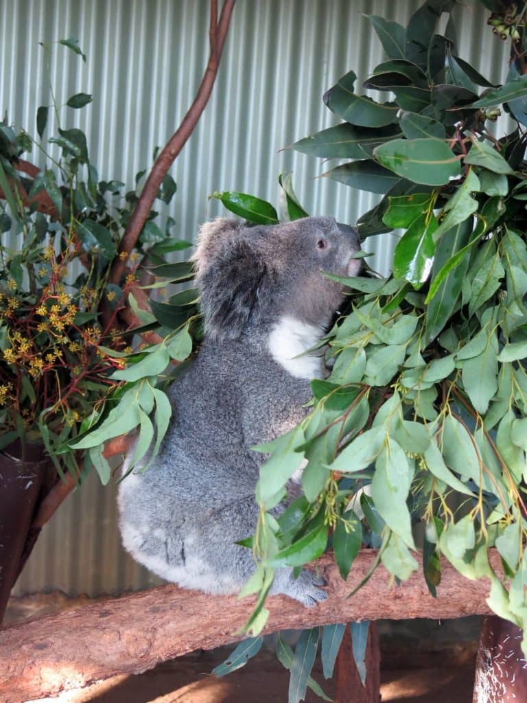 These Koalas and Kangaroos in the Blue Mountains are Amazing and ...