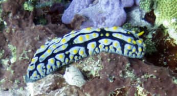 My Dive Experience in Bali