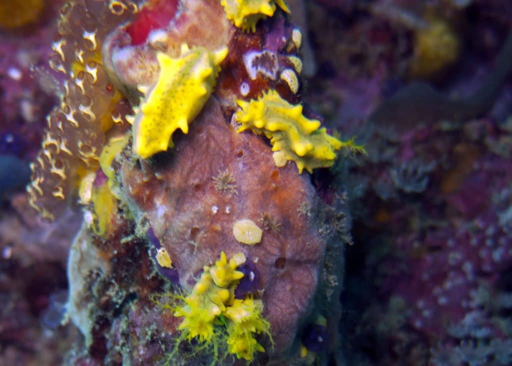 Colorful Pink Beach Beauties and the Best Night Dive Ever!