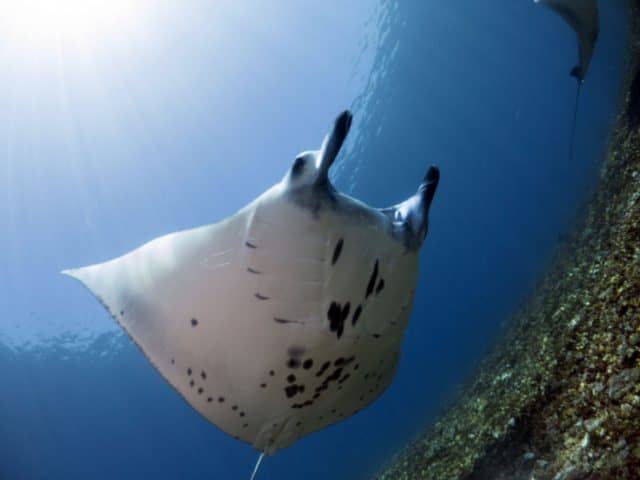 ocean friends, ocean, world oceans day, underwater wednesday, all fish faces