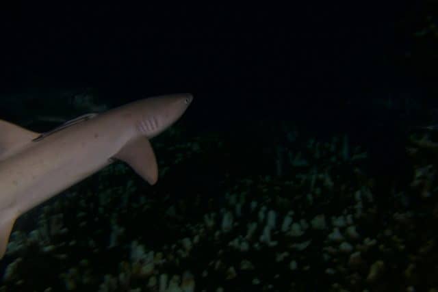 diving at night with sharks, sharks, diving at night, great barrier reef, night dive
