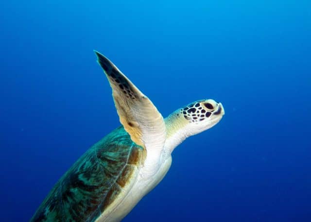 that time of year, give, megafauna, marine megafauna