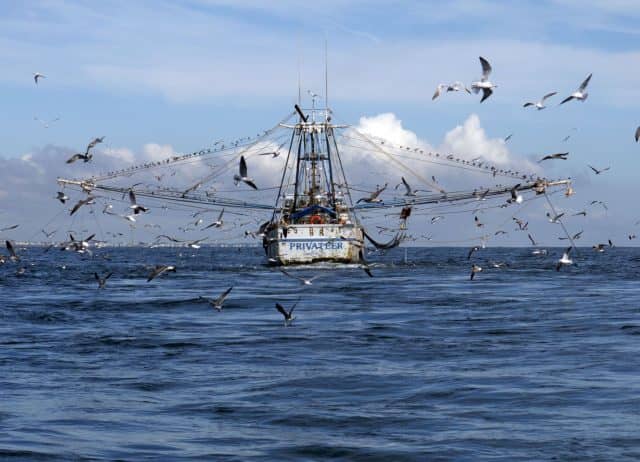 whale shark day, whale shark, whale sharks, marine megafauna foundation, travels with tam
