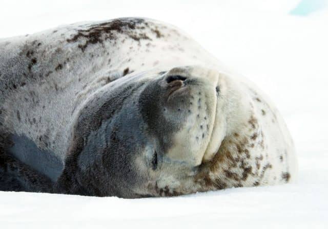 over 50 travel groups, over 50 travel, over50, antarctica, Antarcitica expedition