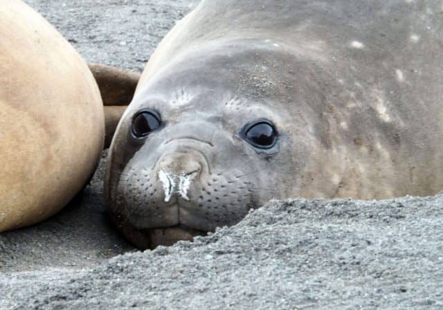 over 50 travel groups, over 50 travel, over50, antarctica, Antarcitica expedition