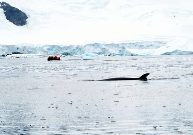 over 50 travel groups, over 50 travel, over50, antarctica, Antarcitica expedition