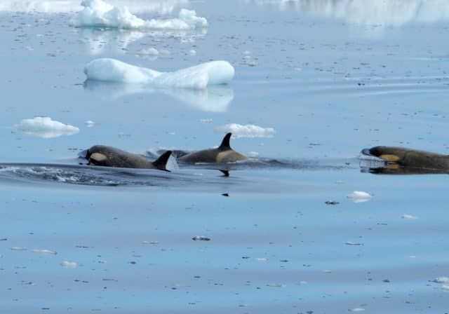 over 50 travel groups, over 50 travel, over50, antarctica, Antarcitica expedition