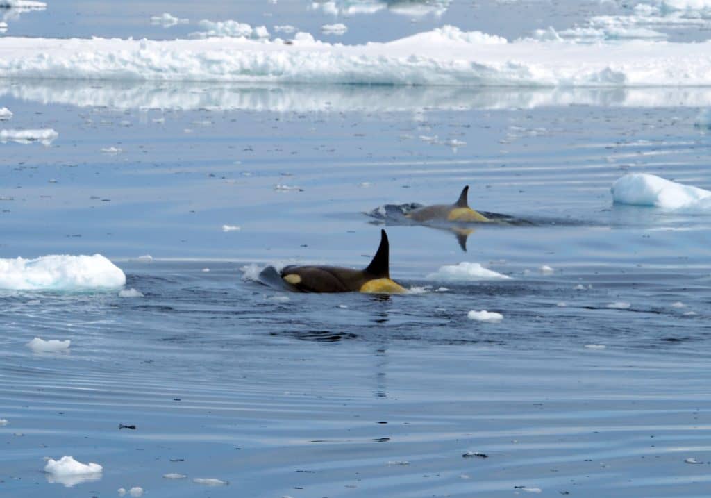 orcas, killer whales , ross sea, antarctica