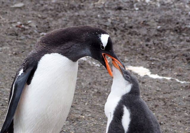 over 50 travel groups, over 50 travel, over50, antarctica, Antarcitica expedition