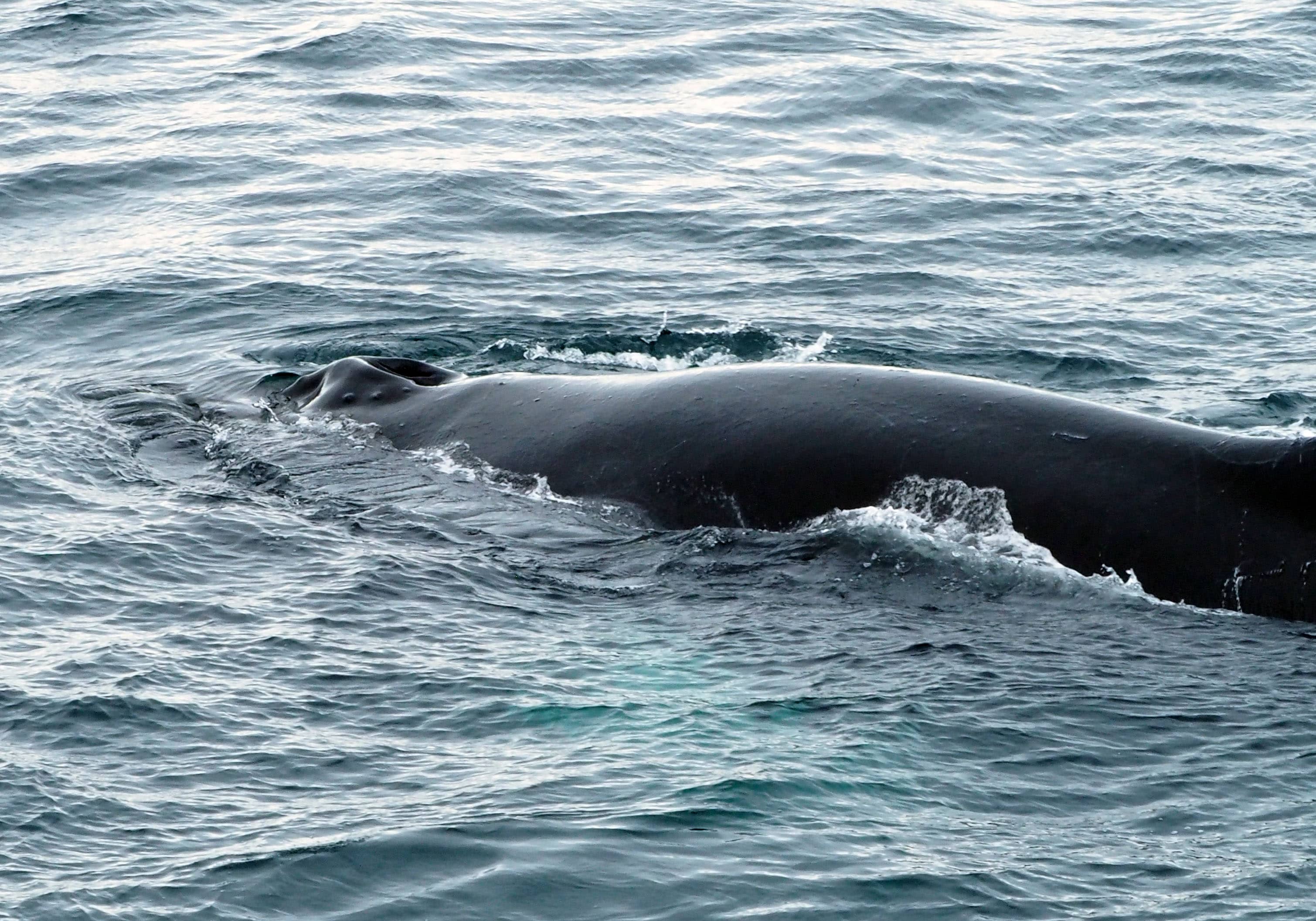 Day 5 in Antarctica with the Weddell Seals and Awesome Humpback Whales!