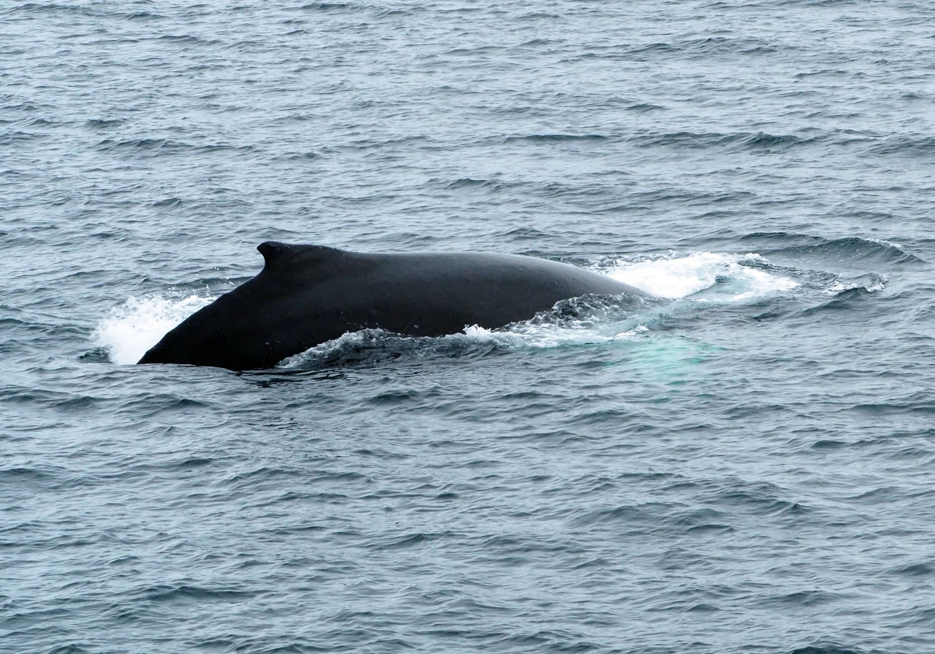 Day 5 in Antarctica with the Weddell Seals and Awesome Humpback Whales!