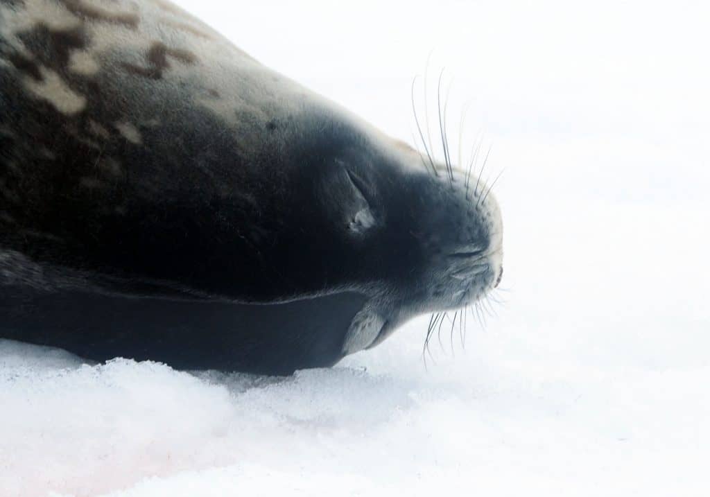 Day 5 in Antarctica with the Weddell Seals and Awesome Humpback Whales!