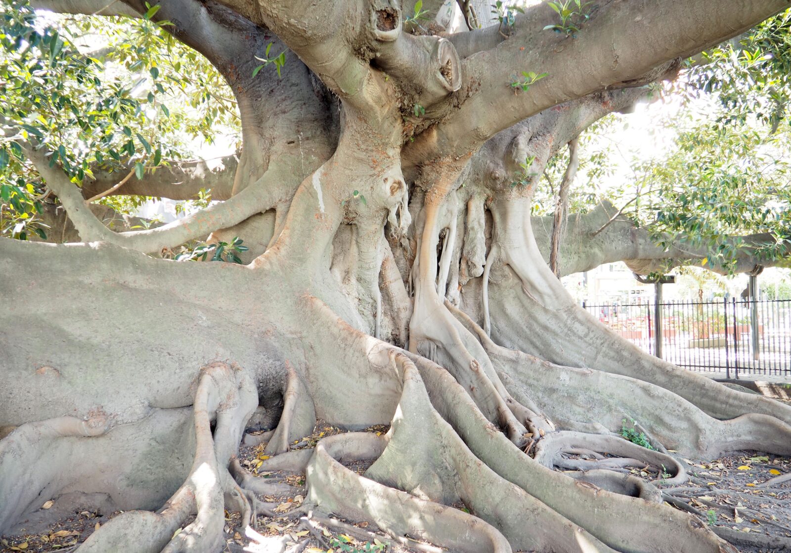 Tree Begrao My Visit to Buenos Aires was Unexpected in Many Ways! | TRAVELS WITH TAM