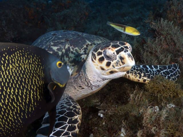 cozumel, turtles, diving cozumel, scuba