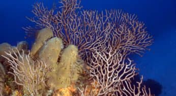 Columbia Deeps and Columbia Shallows are Sensational Dives on Cozumel!
