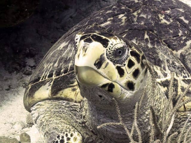 columbia deeps, columbia shallows, cozumel, dive cozumel