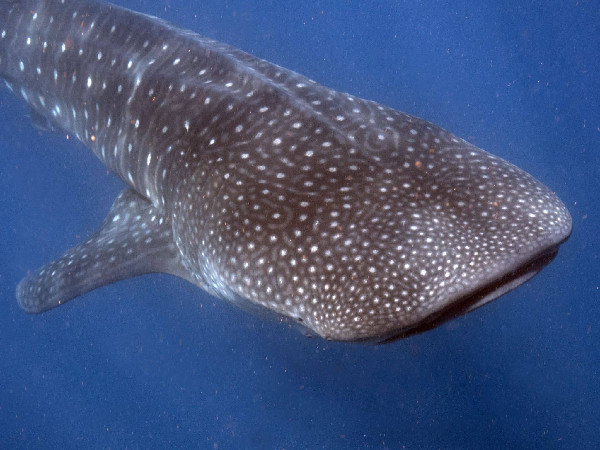 Do You Want to Swim with Whale Sharks? Yes, You Do! | TRAVELS WITH TAM