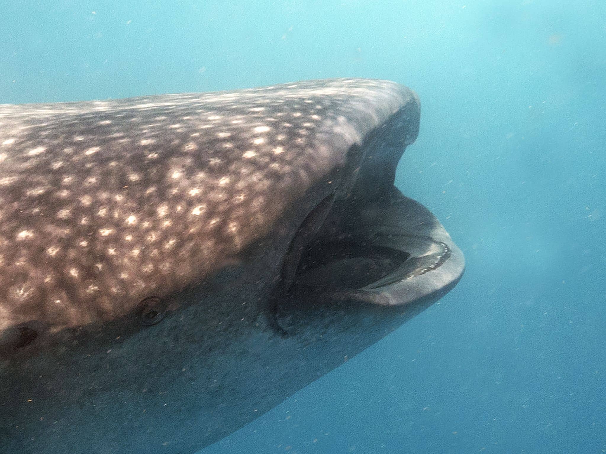 Do You Want to Swim with Whale Sharks? Yes, You Do! TRAVELS WITH TAM — free download