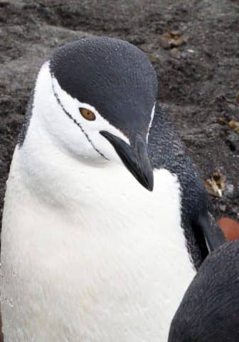 over 50 travel groups, over 50 travel, over50, antarctica, Antarcitica expedition
