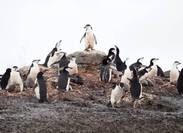 over 50 travel groups, over 50 travel, over50, antarctica, Antarcitica expedition