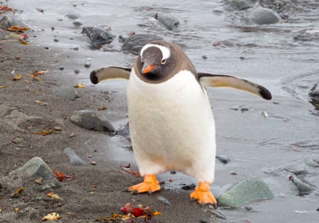 over 50 travel groups, over 50 travel, over50, antarctica, Antarcitica expedition