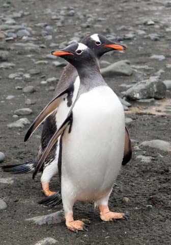 over 50 travel groups, over 50 travel, over50, antarctica, Antarcitica expedition