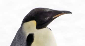Here are 5 Penguin Species You Won’t Want to Miss When You Travel!