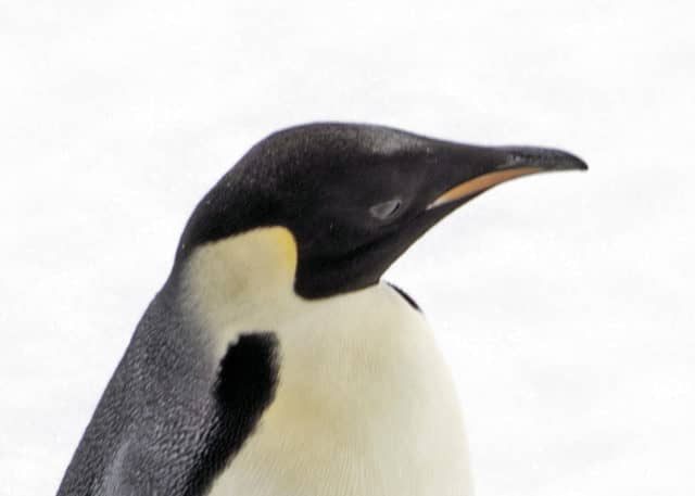 over 50 travel groups, over 50 travel, over50, antarctica, Antarcitica expedition