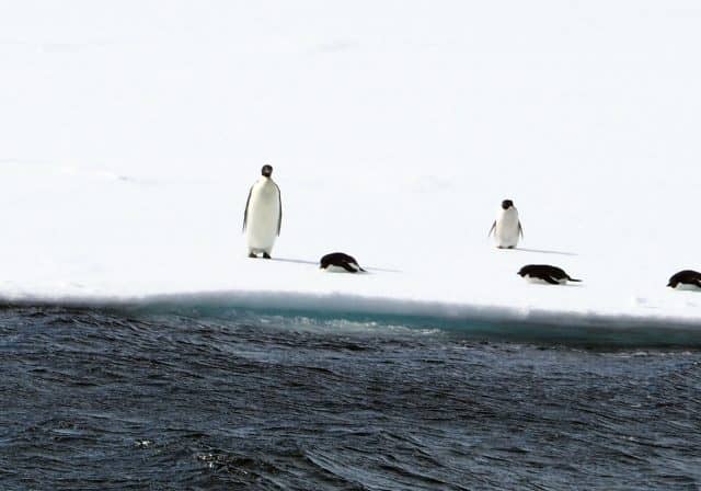 over 50 travel groups, over 50 travel, over50, antarctica, Antarcitica expedition