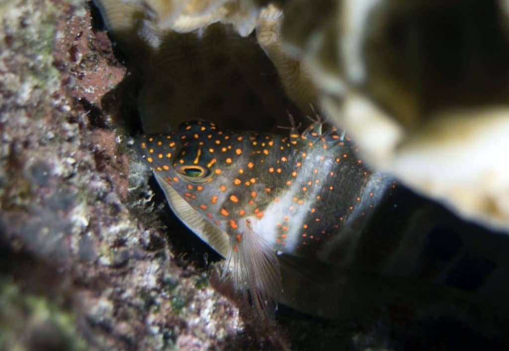fabulous photo friday returns, fabulous photo friday, fish friends, cozumel