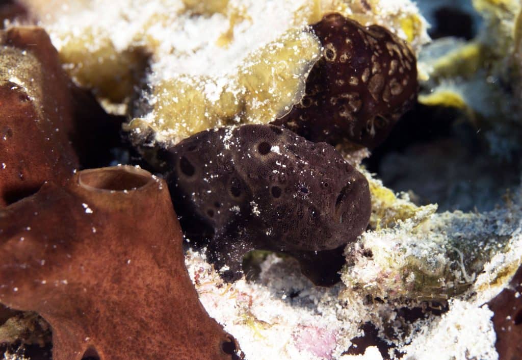 Do you love the Little Creatures in the Sea? You'll find them in