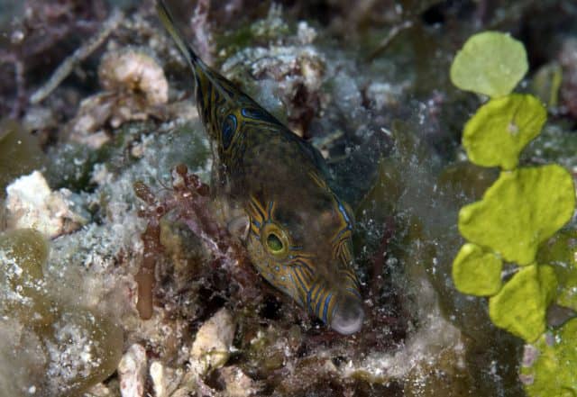fabulous photo friday returns, fabulous photo friday, fish friends, cozumel