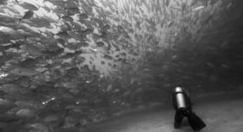 Have you ever seen a Tornado of Fish? It is Amazing!