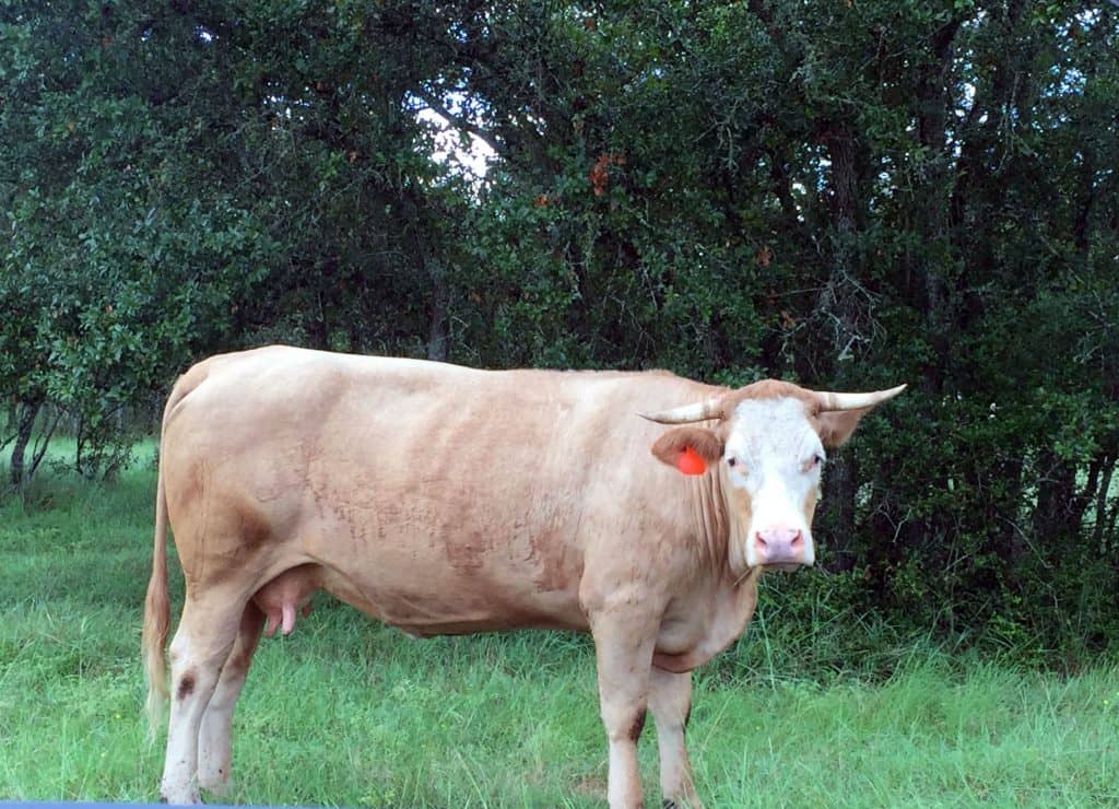 meatless monday, don't eat meat
