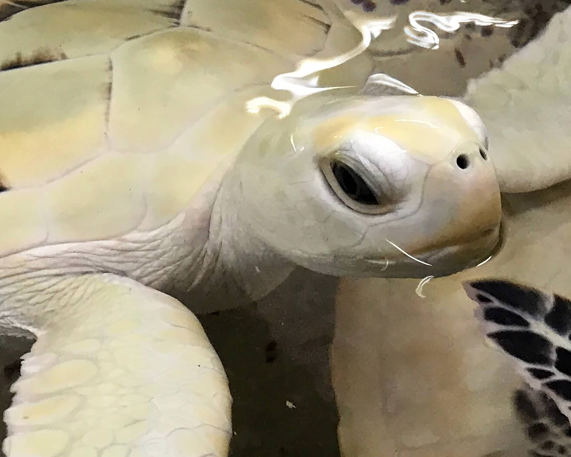 Wild and Amazing Travel Photos from 2017 Part 2: Raja Ampat & Cozumel ...